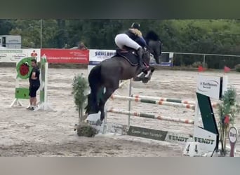 Zangersheider, Mare, 10 years, 16.1 hh, Smoky-Black Zangersheider, Mare, 10 years, 16.1 hh, Smoky-Black