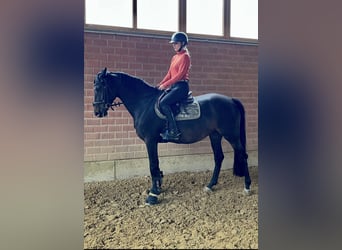 Zangersheider, Mare, 10 years, 16.1 hh, Smoky-Black Zangersheider, Mare, 10 years, 16.1 hh, Smoky-Black