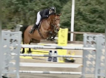 Zangersheider, Mare, 10 years, 16.2 hh, Bay