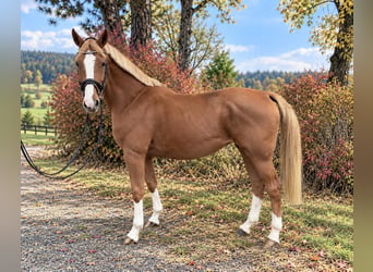 Zangersheider, Mare, 10 years, 16 hh, Chestnut-Red