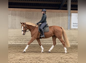Zangersheider, Mare, 10 years, 16 hh, Chestnut-Red