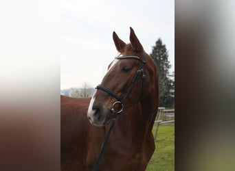 Zangersheider, Mare, 10 years, 16 hh, Chestnut-Red