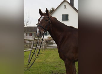 Zangersheider, Mare, 10 years, 16 hh, Chestnut-Red