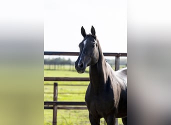 Zangersheider, Mare, 10 years, 16,1 hh, Black