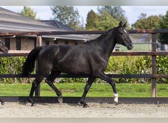 Zangersheider, Mare, 10 years, 16,1 hh, Black
