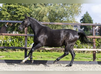 Zangersheider, Mare, 10 years, 16,1 hh, Black