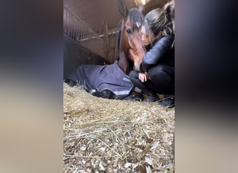 Zangersheider, Mare, 10 years, 16,1 hh, Brown