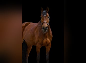 Zangersheider, Mare, 10 years, 16,1 hh, Brown