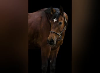 Zangersheider, Mare, 10 years, 16,1 hh, Brown