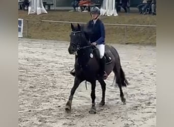 Zangersheider, Mare, 10 years, 16,1 hh, Smoky-Black