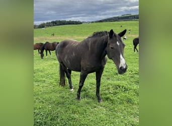 Zangersheider, Mare, 10 years, 16,1 hh, Smoky-Black