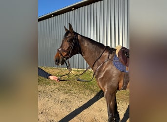 Zangersheider, Mare, 10 years, 16,2 hh, Bay-Dark