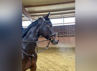 Zangersheider, Mare, 10 years, 16,2 hh, Bay-Dark