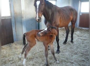Zangersheider, Mare, 10 years, 16,2 hh, Bay-Dark