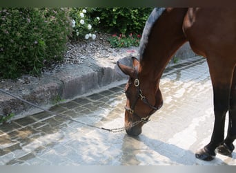 Zangersheider, Mare, 10 years, 16,2 hh, Brown-Light