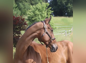 Zangersheider, Mare, 10 years, 16,2 hh, Brown-Light
