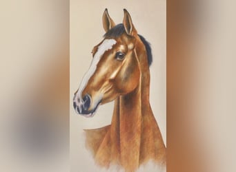 Zangersheider, Mare, 10 years, 17 hh, Brown