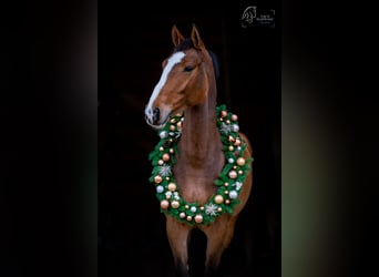 Zangersheider, Mare, 10 years, 17 hh, Brown