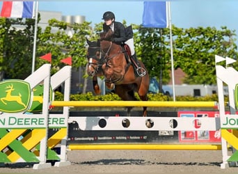 Zangersheider, Mare, 10 years, Chestnut-Red