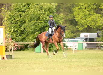 Zangersheider, Mare, 11 years, 15,3 hh, Bay-Dark