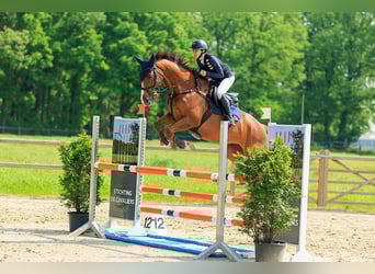 Zangersheider, Mare, 11 years, 15,3 hh, Bay-Dark