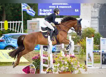 Zangersheider, Mare, 11 years, 15,3 hh, Bay-Dark