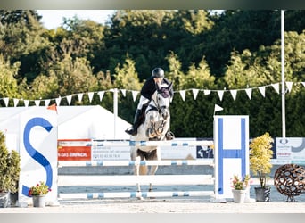 Zangersheider, Mare, 11 years, 16,2 hh, Gray