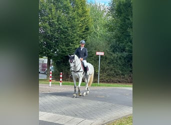 Zangersheider, Mare, 11 years, 16,2 hh, Gray