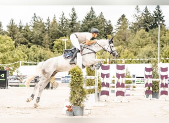 Zangersheider, Mare, 11 years, 16,2 hh, Gray