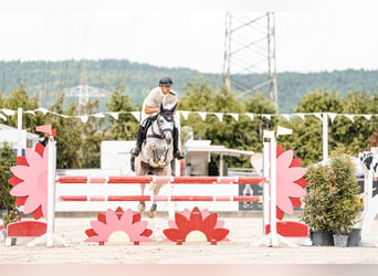 Zangersheider, Mare, 11 years, 16,2 hh, Gray