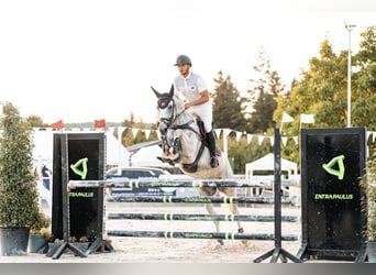 Zangersheider, Mare, 11 years, 16,2 hh, Gray