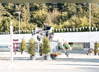 Zangersheider, Mare, 11 years, 16,2 hh, Gray