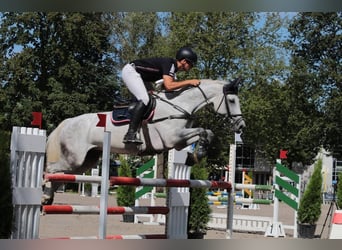 Zangersheider, Mare, 11 years, 16,2 hh, Gray