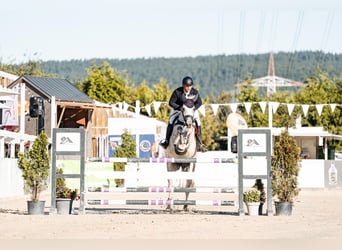 Zangersheider, Mare, 11 years, 16,2 hh, Gray