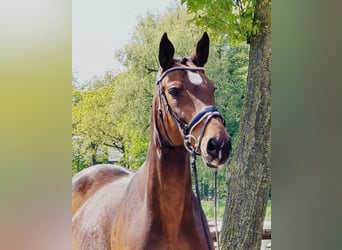 Zangersheider, Mare, 11 years, 16 hh, Brown