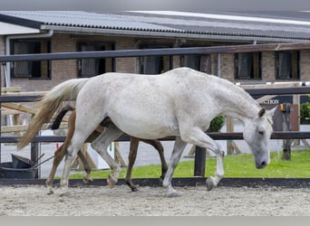 Zangersheider, Mare, 11 years, 16 hh, Grey