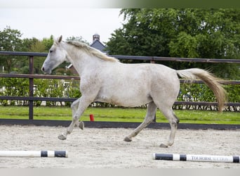 Zangersheider, Mare, 11 years, 16 hh, Grey