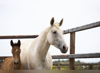 Zangersheider, Mare, 11 years, 16 hh, Grey