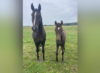 Zangersheider, Mare, 11 years, 16,1 hh, Brown