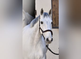 Zangersheider, Mare, 11 years, 16,1 hh, Grey