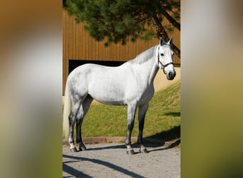 Zangersheider, Mare, 11 years, 16,1 hh, Grey