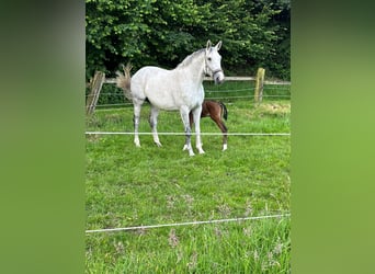 Zangersheider, Mare, 11 years, 16,1 hh, Grey-Dapple