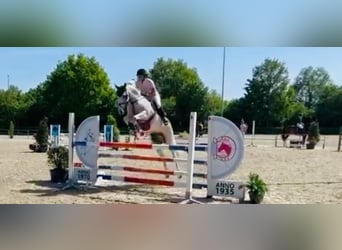 Zangersheider, Mare, 11 years, 16,2 hh, Grey