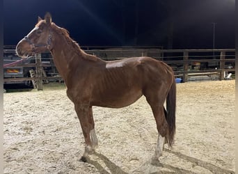 Zangersheider, Mare, 11 years, 17,1 hh, Chestnut-Red