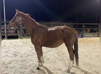 Zangersheider, Mare, 11 years, 17,1 hh, Chestnut-Red