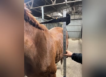 Zangersheider, Mare, 11 years, 17,1 hh, Chestnut-Red