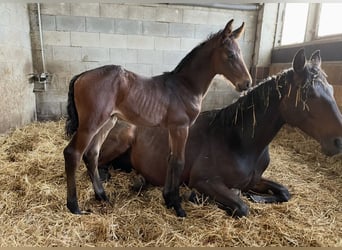 Zangersheider, Mare, 11 years, 17,1 hh, Brown