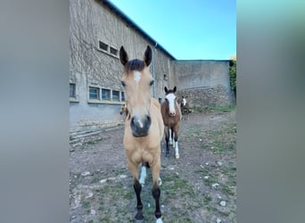 Zangersheider, Mare, 12 years, 15.3 hh, Buckskin