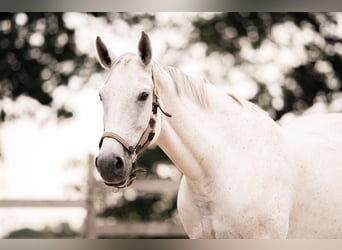 Zangersheider, Mare, 12 years, 16.2 hh, Grey