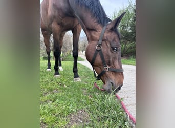 Zangersheider, Mare, 12 years, 16.3 hh